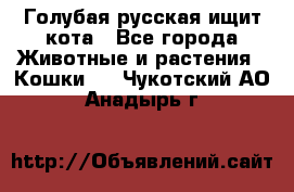 Голубая русская ищит кота - Все города Животные и растения » Кошки   . Чукотский АО,Анадырь г.